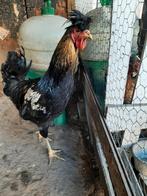 Kosovolangkrajer, Dieren en Toebehoren, Pluimvee