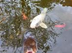 Koi´s 20,30 en 50cm lang, Dieren en Toebehoren