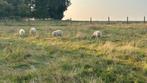 Schapen Rammen te koop, Dieren en Toebehoren