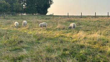 Schapen Rammen te koop