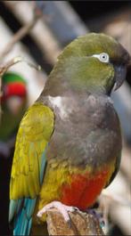 Perruche de patagonie, Animaux & Accessoires, Enlèvement ou Envoi