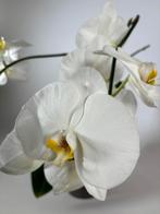 Witte Phalaenopsis-orchidee in een pot, Huis en Inrichting, Kamerplanten, In pot