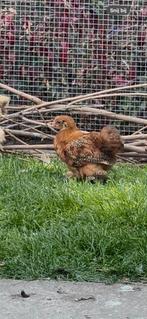 Cochin kriel haantje, Dieren en Toebehoren, Pluimvee