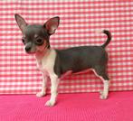Super mooie Chihuahua pups!, Dieren en Toebehoren, Honden | Chihuahua's en Gezelschapshonden, 15 weken tot 1 jaar, Buitenland