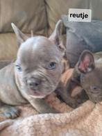 Franse bulldog puppy's, Dieren en Toebehoren, België, CDV (hondenziekte), 8 tot 15 weken, Bulldog
