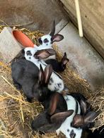 Reuze vlinder, Dieren en Toebehoren, Konijnen