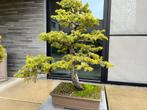 Bonsai conifeer, Tuin en Terras, Ophalen, Conifeer