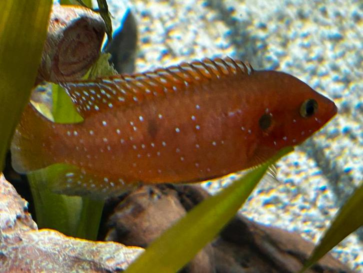 Hemichromis exsul ciclide, Dieren en Toebehoren, Vissen | Aquariumvissen, Vis