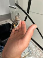 Parwa marokan, Dieren en Toebehoren