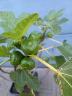 Vijgenplant, Tuin en Terras, Planten | Fruitbomen, Ophalen, Minder dan 100 cm, Volle zon, In pot