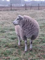 lam ooi, Dieren en Toebehoren, Vrouwelijk, Schaap, 0 tot 2 jaar