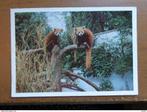 Postkaart Zoo Antwerpen, Rode panda's, Enlèvement ou Envoi, Non affranchie, Anvers
