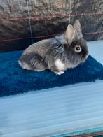 Dwerg konijnen mannetjes 9weken oud 10, Dwerg