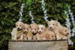 Maltipoo, petit chien adapté aux enfants, Animaux & Accessoires, Parvovirose, Autres races, Plusieurs, Belgique