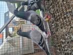 Duiven, Dieren en Toebehoren, Postduif