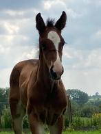 Spring veulen / Poulain CSO, Vermifugé, Non dressé, Étalon, Cheval de saut