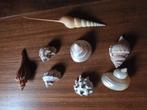 Lot de petits coquillages, Coquillage(s)