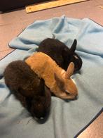 3 baby dwergkonijntjes te koop, Dieren en Toebehoren, Konijnen, Geslacht onbekend, Dwerg, 0 tot 2 jaar