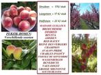 PÊCHERS : DIFF. VARIÉTÉS :  Basse Tige 17€, Demi Tige 22€/pc, Printemps, Plein soleil, Enlèvement, Plantes fruitières