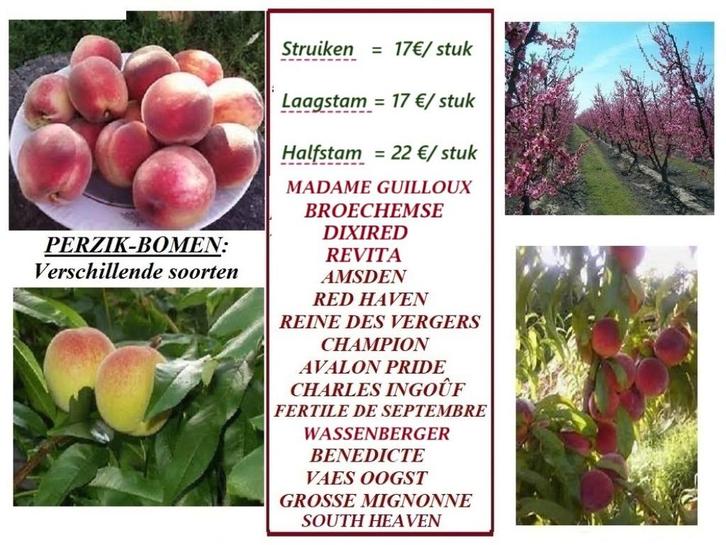 PÊCHERS : DIFF. VARIÉTÉS :  Basse Tige 17€, Demi Tige 22€/pc, Jardin & Terrasse, Plantes | Jardin, Plante fixe, Plantes fruitières