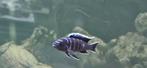 Cynothylapia ndonga deep malawi cichliden hobbykweek, Dieren en Toebehoren, Vissen | Aquariumvissen, Vis, Zoetwatervis