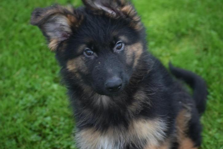 Duitse herder pups, Dieren en Toebehoren, Honden | Herdershonden en Veedrijvers, Meerdere dieren, Herder, Fokker | Professioneel