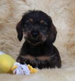 Chiots teckel, Animaux & Accessoires, Chien (mâle), Belgique, Poils durs, Plusieurs