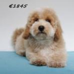 Maltipoo puppy's te koop, 15 weken tot 1 jaar, Buitenland, CDV (hondenziekte), Meerdere
