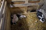 9 vlees konijnen, Dieren en Toebehoren, Konijnen, Meerdere dieren, Groot, 0 tot 2 jaar
