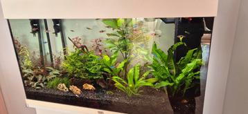 Aquarium juwell complet  beschikbaar voor biedingen