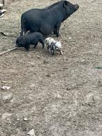 Porcs Gottinger, Animaux & Accessoires