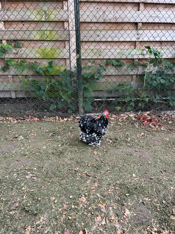 Cochin kriel haantje, Dieren en Toebehoren, Pluimvee, Kip, Mannelijk