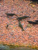 Green Jade Neo-Caridina garnalen – €15 per 10/€25 per 20, Dieren en Toebehoren