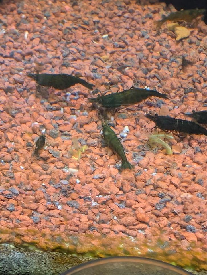 Green Jade Neo-Caridina garnalen – €15 per 10/€25 per 20, Dieren en Toebehoren, Vissen | Aquariumvissen