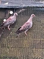 Guinea duiven, Dieren en Toebehoren