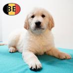 chiots Golden Retriever à vendre (belges), Animaux & Accessoires, Golden retriever, Commerçant, 8 à 15 semaines, Plusieurs