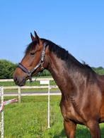Leuk dressuurpaard te koop!, Merrie, Gechipt, M, Dressuurpaard