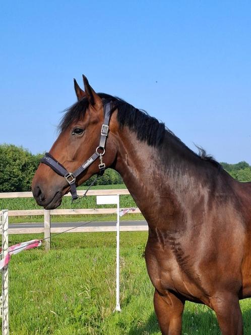 Leuk dressuurpaard te koop!, Dieren en Toebehoren, Paarden, Merrie, M, 165 tot 170 cm, 3 tot 6 jaar, Dressuurpaard, Met stamboom