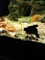 50 planorb-slakken voor 2 euro
Schelpen beschadigd door, Dieren en Toebehoren