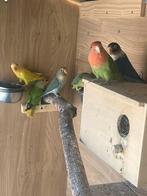 Kleine papagaai poppen Agapornis, Dieren en Toebehoren, Vogels | Parkieten en Papegaaien, Dwergpapegaai of Agapornis, Tam