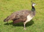 Pauw hen, Dieren en Toebehoren, Pluimvee, Vrouwelijk, Overige soorten