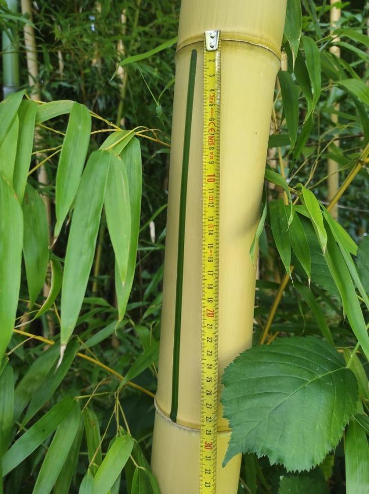 Gros et Grand bambou (Chaume) sur Mons, Doe-het-zelf en Bouw, Hout en Planken, Nieuw, Balk, Overige houtsoorten, 300 cm of meer