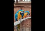 Couple ara ararauna, Animaux & Accessoires, Oiseaux | Perruches & Perroquets