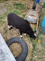 Schapelam ram, Dieren en Toebehoren, Schapen, Geiten en Varkens, Mannelijk, Schaap, 0 tot 2 jaar