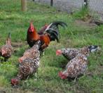 Kippen haan + 3 hennen 75€, Dieren en Toebehoren, Pluimvee