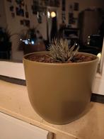 Cactus (bloempot inbegrepen), Ophalen, Cactus, In pot