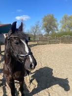 Knappe en werkwillige pony merrie met stamboom, Dieren en Toebehoren, Merrie, Gechipt, Springpony, Zadelmak