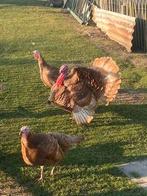 rode ardenner kalkoen, Dieren en Toebehoren, Mannelijk, Kalkoen