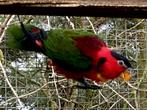 GEZOCHT groenstaart lori pop, Dieren en Toebehoren, Vogels | Parkieten en Papegaaien, Vrouwelijk, Geringd