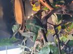 Kameleon met compleet terrarium, Ophalen, Zo goed als nieuw